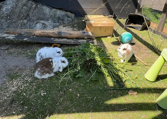 Leilighet Pa Ryentoppen Med Gapahuk